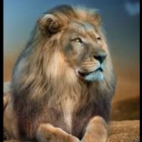 lion King