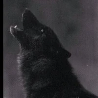 Lobo