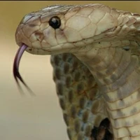 La cobra