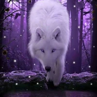 𝑊𝑜𝑙𝑓