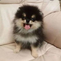 TANNIE (cj7)