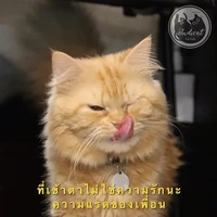 ตปก.here ชาย