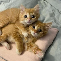 Kittens