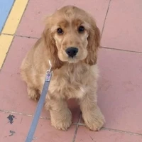 perrito