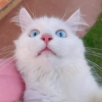 อีแอดเอง