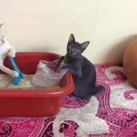 ดำ