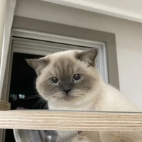 ฝนเพชร