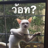 พระเจ้าแมวเมี๊ยว(ว้อท?)