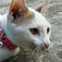 Liluya(pet)