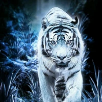 Tiger White