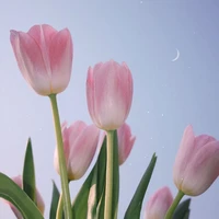 Write a tulip by yourself.