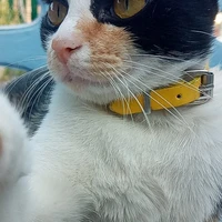 แมวเเอดเอง