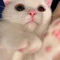 แอดเอง