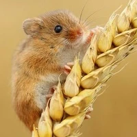 Mouse