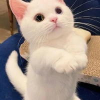 แมวลิซ🐱