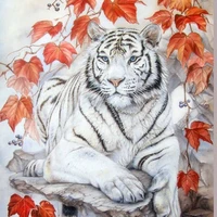 โมมิ(เสือขาว)