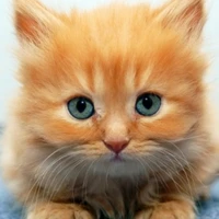 lil kitty 1