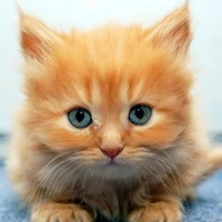 Sofia (cat form)