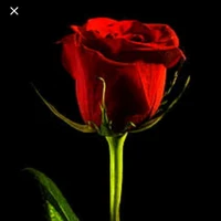 anggota rose blood