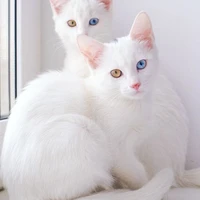 ฟอเดีย
