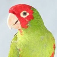 Pepito