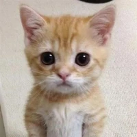ฟองฟู่