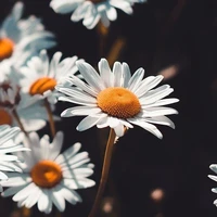 ALL
