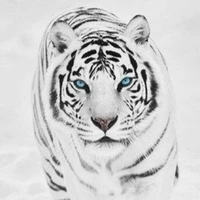 Whitey