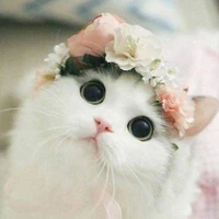 Cat author