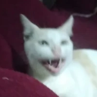 แมว(แมวแอดเอง)