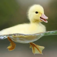 fluffy author