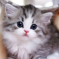 Cookie (FL cat)