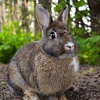 Coelho Selvagem
