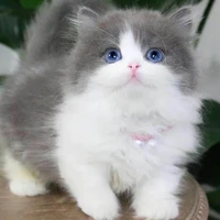 ขนมปัง/แมวพู่กัน