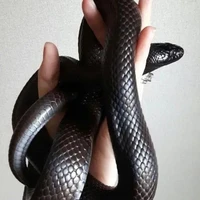ซามูเอล(งูนางเอก)