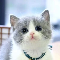 ลูก้า😻:แมวน้อย