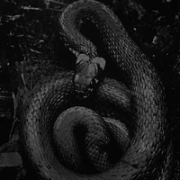 แก็ง black and white snake
