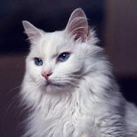แอ็งโกลาร์🐈(แมวของนายเอก)