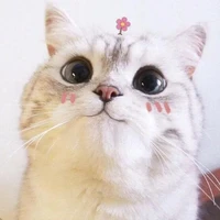 แอด;-;