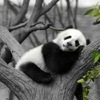 panda cute