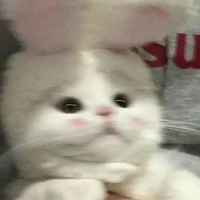 Roo