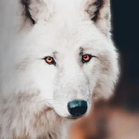 Hui