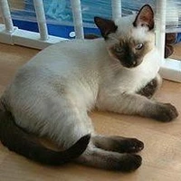 ฟ๊อกกี้