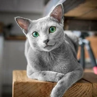 ซาร่า