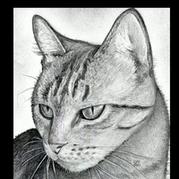 my sweet cat