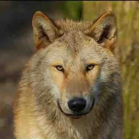 Kai’s wolf