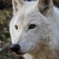 Felix’s wolf