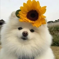 เเอด เอง