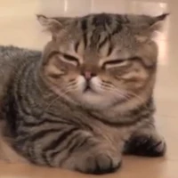 แอด