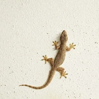 lizard
